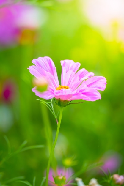 hermosa flor