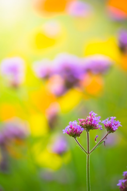 hermosa flor