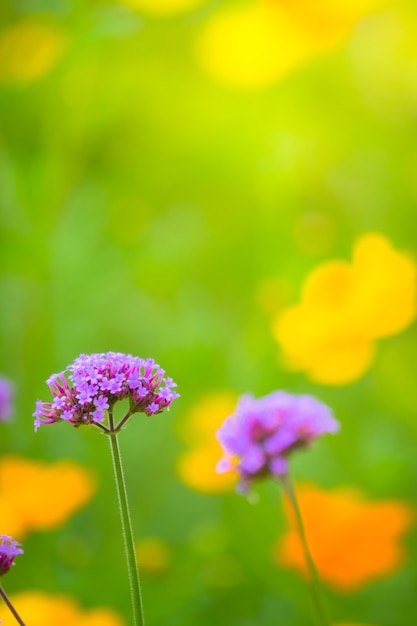 Foto hermosa flor