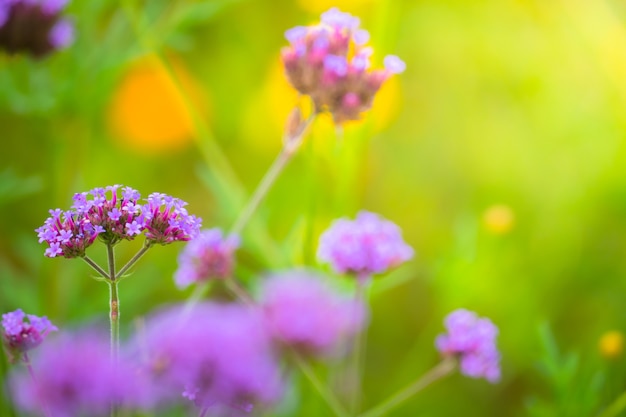 hermosa flor