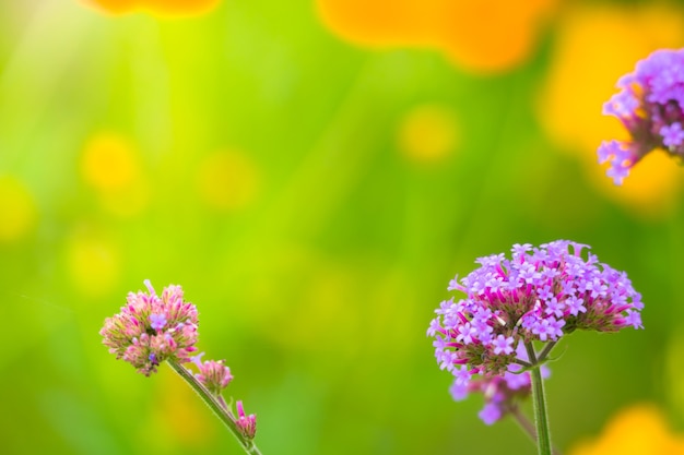 hermosa flor