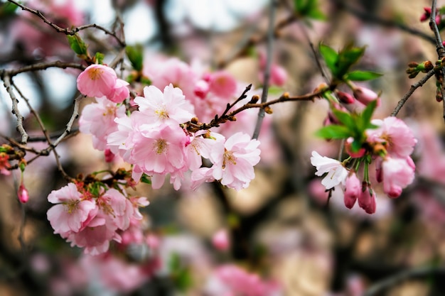 Hermosa floración cerezo japonés