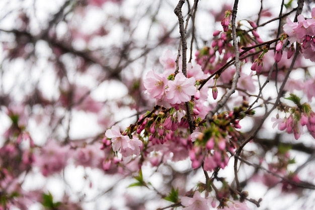 Hermosa floración cerezo japonés