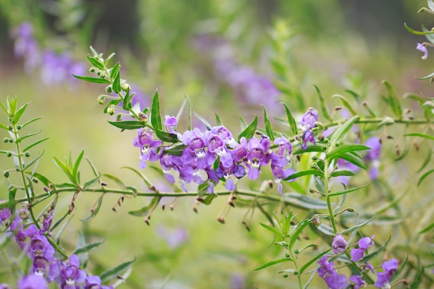 Hermosa de flores moradas en el jardín.