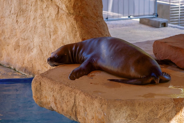 hermosa foca de piel, foca nada en la piscina