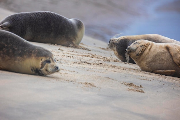 Foto una hermosa foca yace en la arena el mar azul en el fondo una foca descansa en la arena dorada