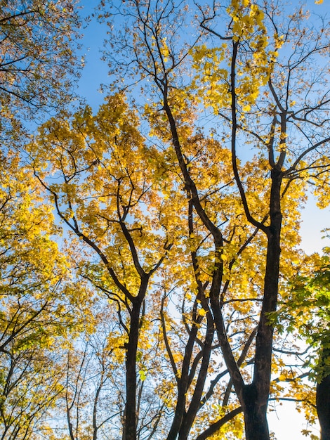 Hermosa foto de árboles otoñales cubiertos de hojas amarillas y rojas en el bosque contra el cielo azul brillante