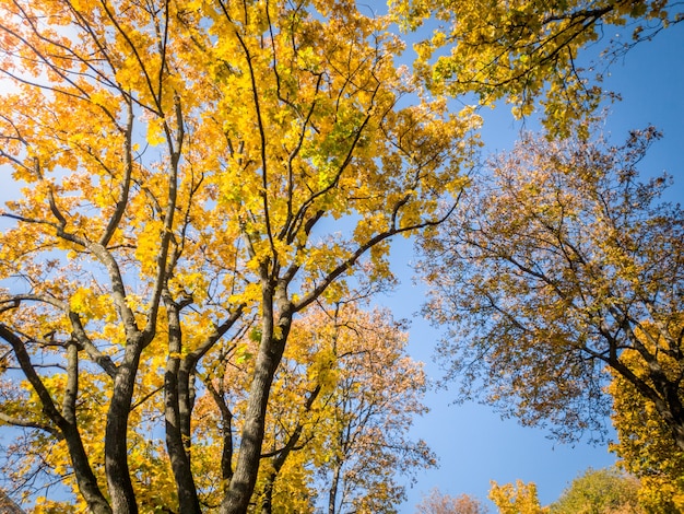 Hermosa foto de árboles otoñales cubiertos de hojas amarillas y rojas en el bosque contra el cielo azul brillante