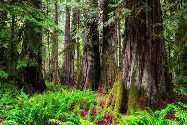 Hermosa foto de árboles en un paisaje forestal