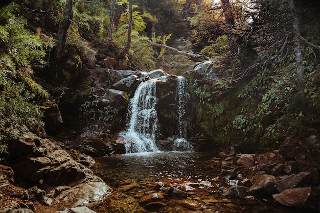 Hermosa foto de un arroyo que fluye en un bosque salvaje