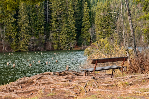 Hermosa foto de un banco de madera cerca de un lago en el bosque