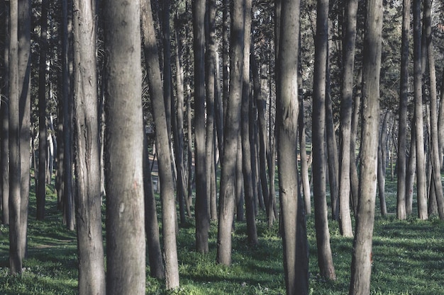 Hermosa foto de un bosque con árboles altos