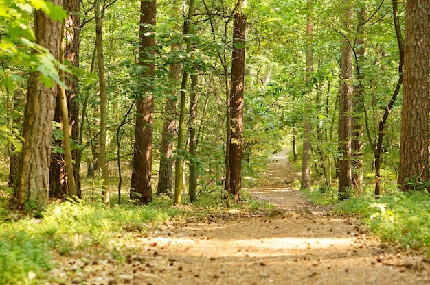 Hermosa foto de un camino en un bosque