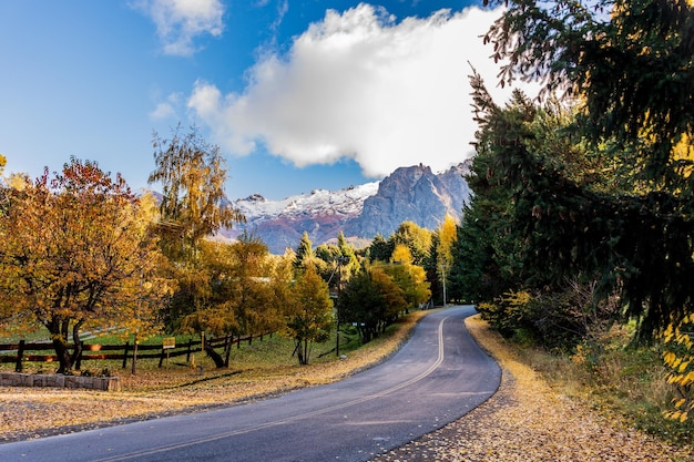 Hermosa foto de un camino a través de un denso bosque en Bariloche, Patagonia, Argentina