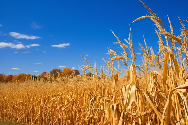 Una hermosa foto de un campo de maíz con un cielo azul