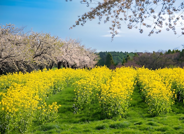 Hermosa foto de un campo verde cubierto de flores amarillas cerca de los cerezos en flor