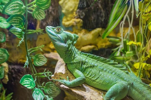 Hermosa foto de cerca de basilisco emplumado lagarto verde