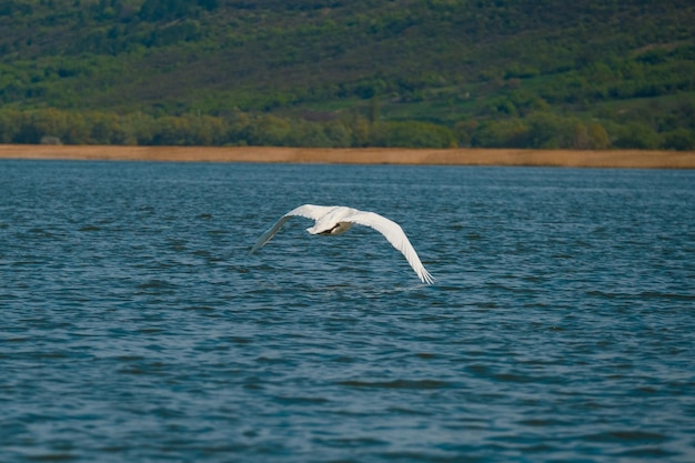 Hermosa foto de un cisne blanco volando sobre el agua con las alas abiertas