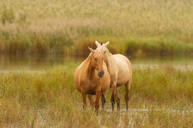 Hermosa foto de dos caballos en un campo