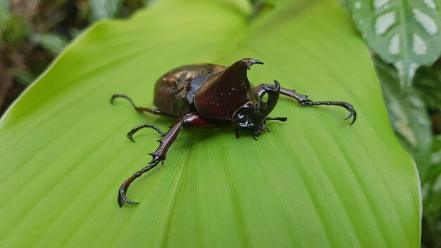 Hermosa foto de un escarabajo de cuerno sentado en una hoja verde perfecta para fondos de temática animal