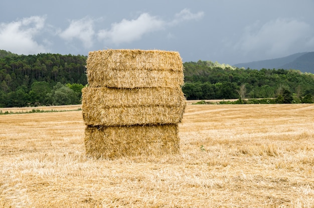 Hermosa foto de fardos de paja en un campo