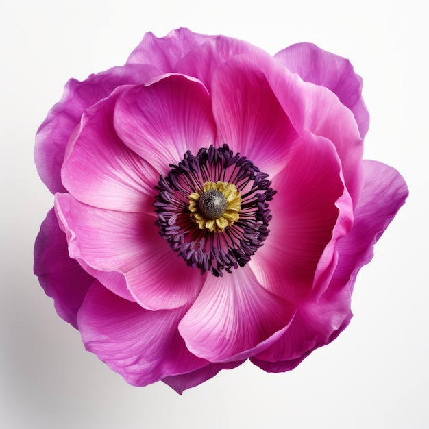 La hermosa foto de la flor de la anémona rosa sobre un fondo blanco