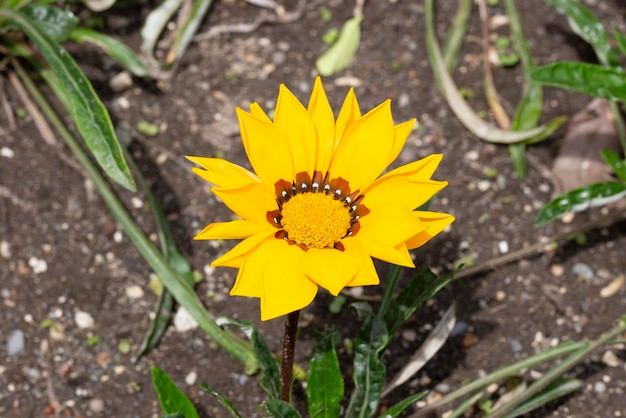 Hermosa foto de flores amarillas de gazania Flores brillantes de gazania en el jardín durante la floración