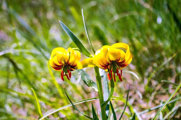 Hermosa foto de flores amarillas en la naturaleza.