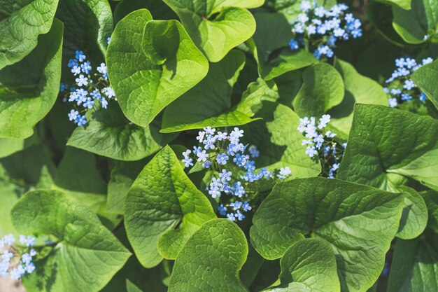 Hermosa foto de Forgetmenots closeup Myosotis Flores azules sobre un fondo verde Fondo de primavera