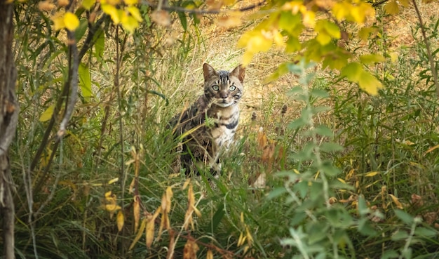 Hermosa foto de un gato escondido en un bosque