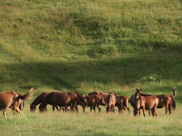 Hermosa foto de un grupo de caballos marrones alimentándose de hierba en un campo