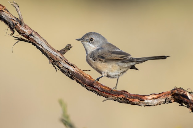 Hermosa foto de una hembra de pájaro curruca subalpina (Sylvia cantillans) en una rama de un árbol