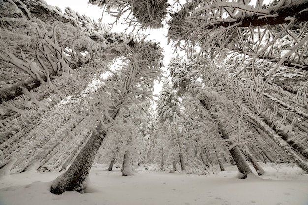 Hermosa foto de invierno. Altos árboles de abeto cubiertos de nieve profunda y escarcha en el cielo despejado. Feliz año nuevo y feliz Navidad tarjeta de felicitación.
