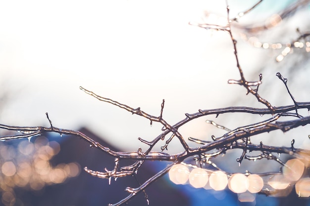 Hermosa foto de invierno con ramas cubiertas de hielo.