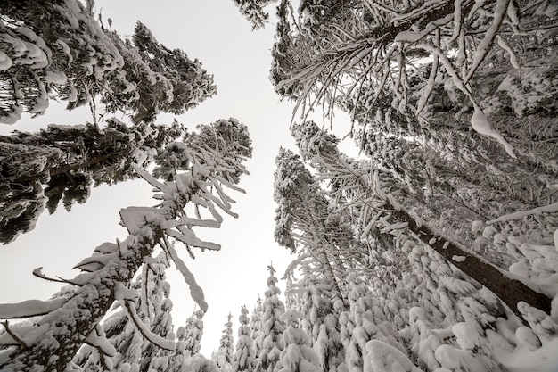 Hermosa foto de invierno