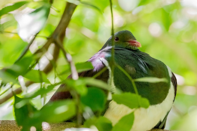 Una hermosa foto de un kereru detrás de las hojas