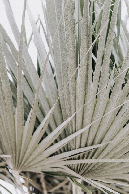 Una hermosa foto de largas hojas y plantas exóticas tropicales