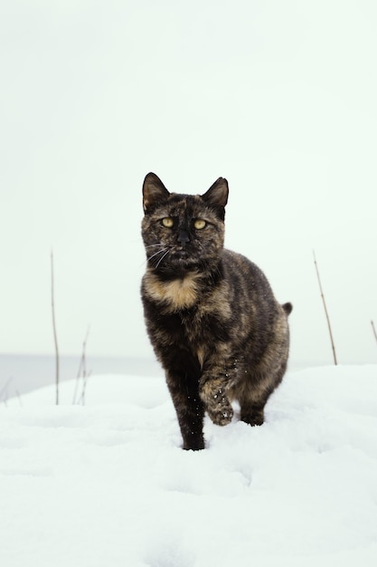 Una hermosa foto de un lindo gato.