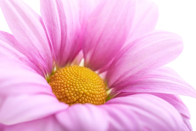 Hermosa foto macro de flor rosa