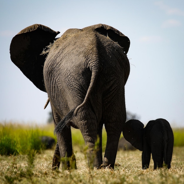 Hermosa foto de una madre y un bebé elefante vagando por el sa cubierto de hierba