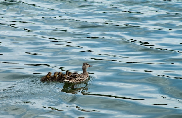 Hermosa foto de un pato con sus patitos flotando en el agua