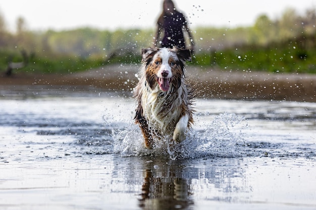 Foto hermosa foto de un perro jugando en el río y disfrutando del agua salpicando