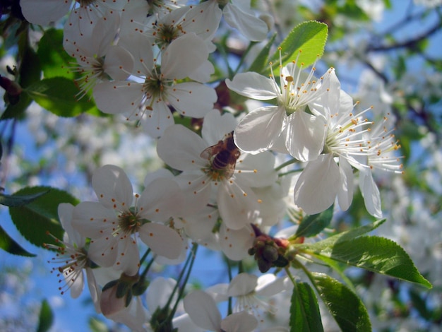 Hermosa foto de rama de flor de cerezo