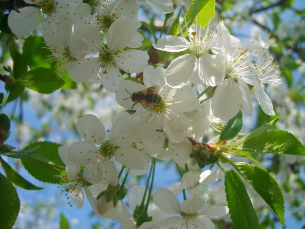 Hermosa foto de rama de flor de cerezo