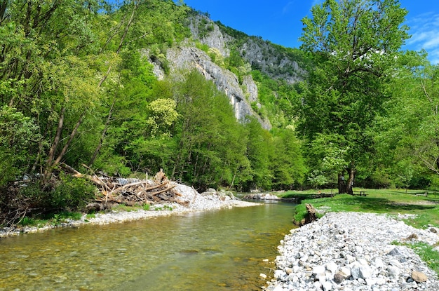 Hermosa foto del río Gradac en un bosque en Serbia