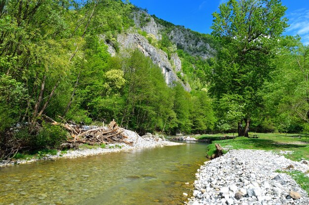 Una hermosa foto del río Gradac en un bosque en Serbia