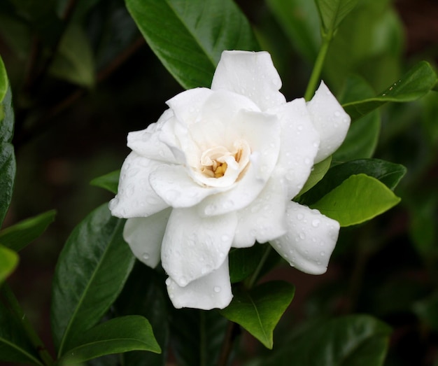 Hermosa y fresca flor de gardenia blanca