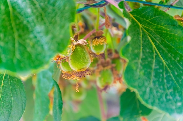 Hermosa fruta Kiwi madura en los pintorescos jardines de Montenegro