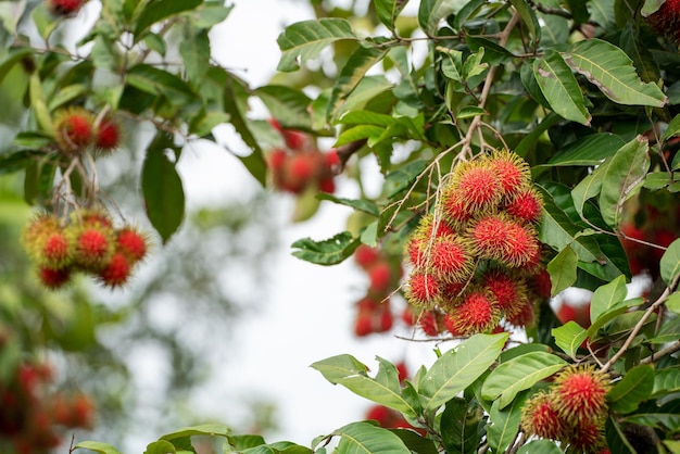 La hermosa fruta roja de rambután fresco está en el árbol de rambután Apetitosa fruta de Asia Pele la mitad de la fruta de rambután