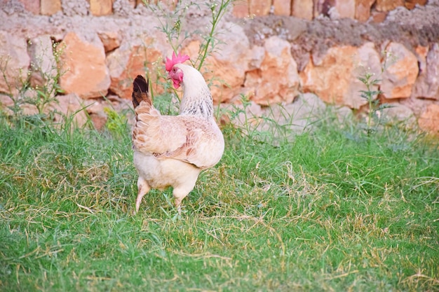 Hermosa gallina en césped